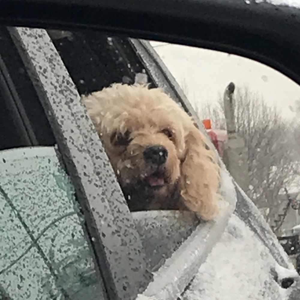 Meet your Posher, Cyndi